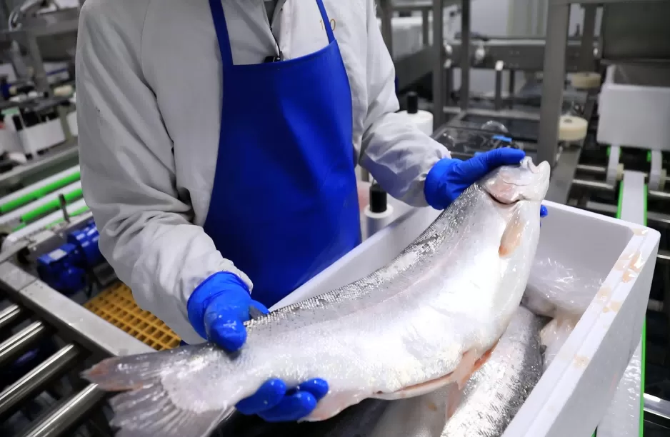 Salmon processing